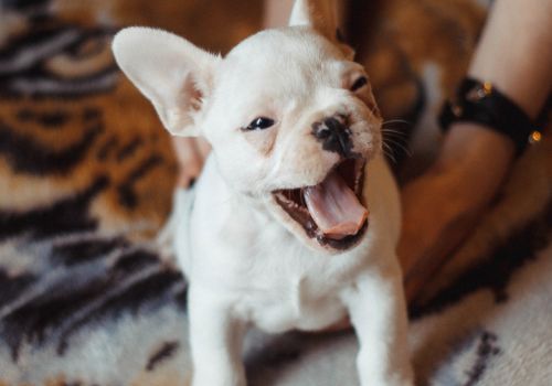 Puppy yawning but it may not be because they are tired