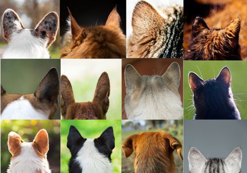 A gallery of dog and cat ears