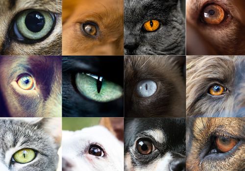 Gallery of cat and dog eyes