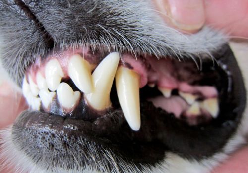 Dog's teeth looking healthy