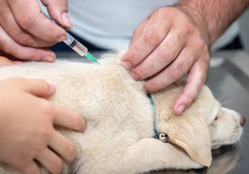 Puppy having an injection of vaccinations