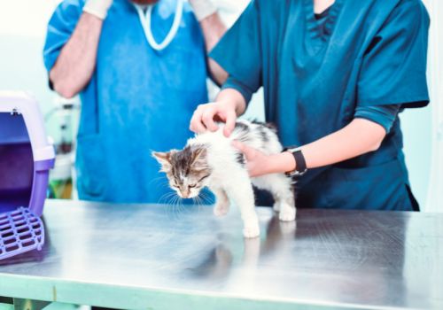 Kitten at the vets