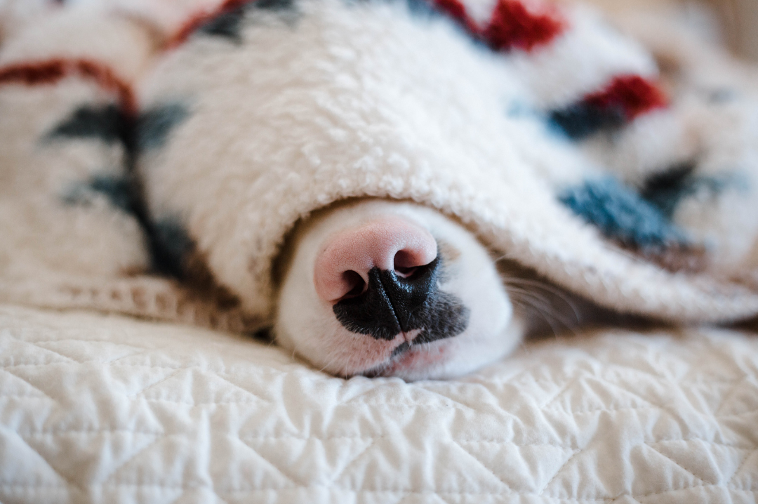 dog hiding under a blanket so you can only see their nose