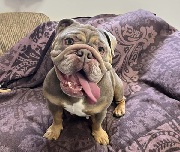 British Bulldog Coco is brachycephalic and needed corrective surgery to improve her breathing.