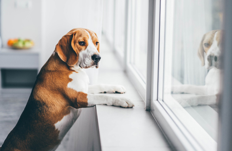 Dog looking out of a window