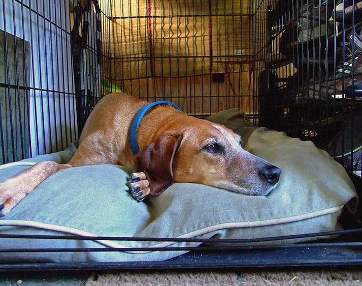 Dog happy in the crate_image by Tracy Ducasse