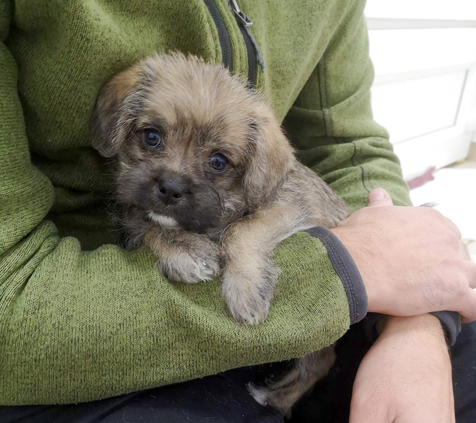 Puppy being held in someone's arms