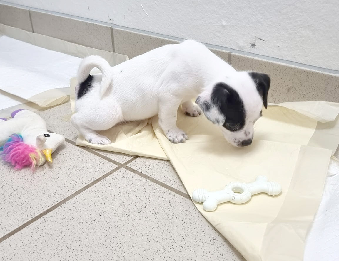 Puppy weeing on a puppy pad