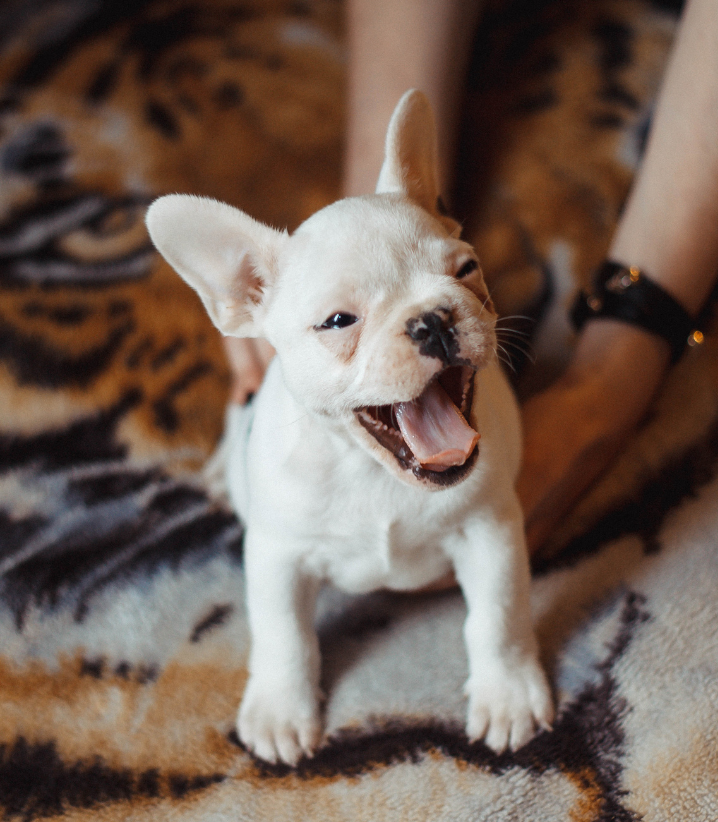 Puppy yawning but it may not be because they are tired