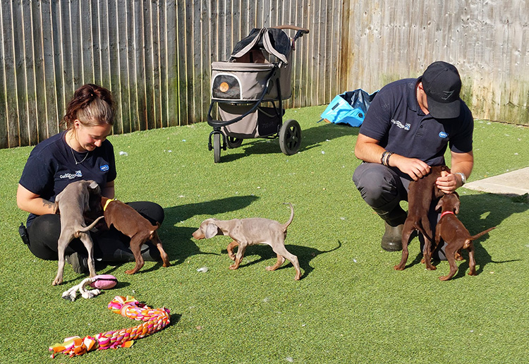 Our team socialising puppies in one of our paddocks