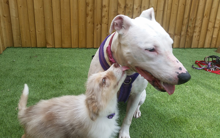 Puppy greeting an adult dog