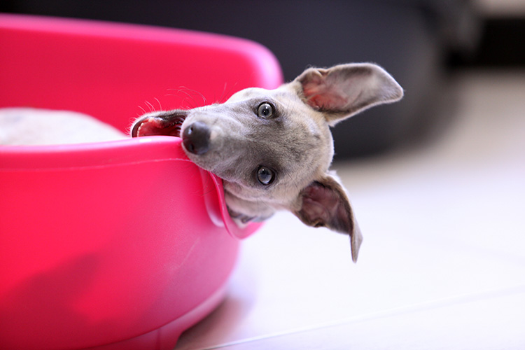 Puppy dog chewing their bed