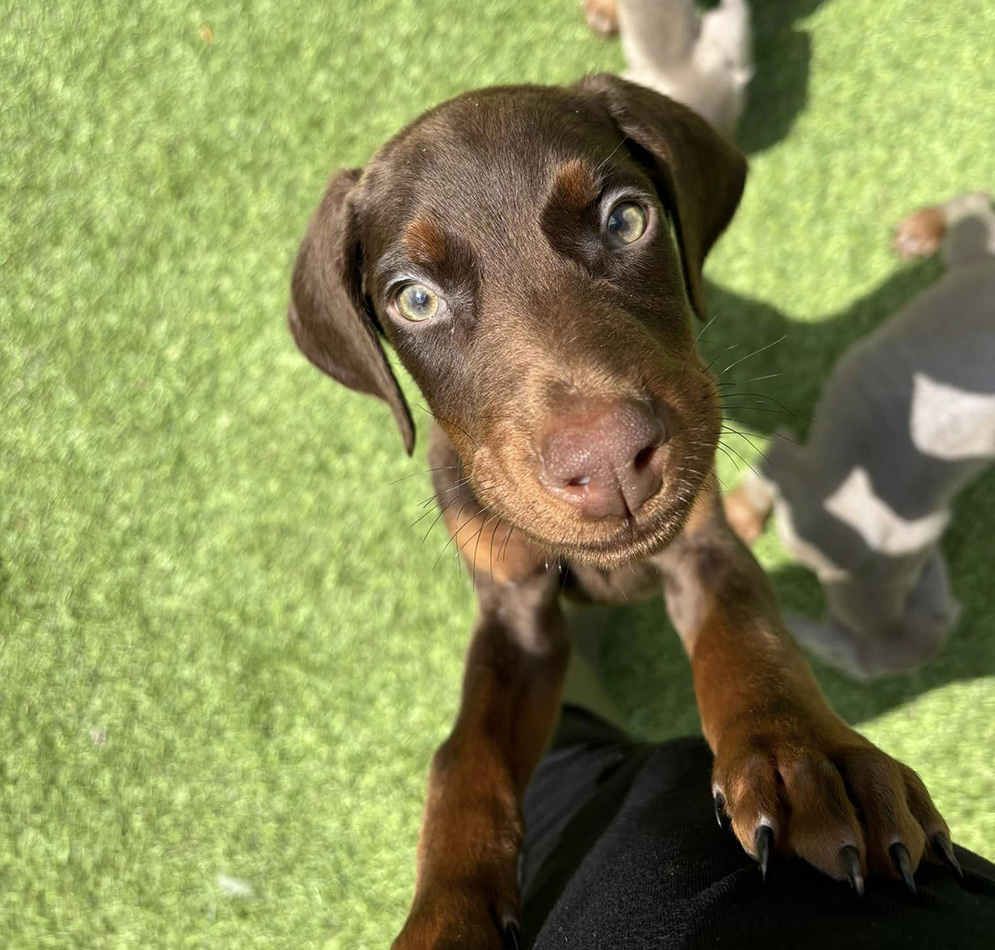 Puppy jumping up to get attention