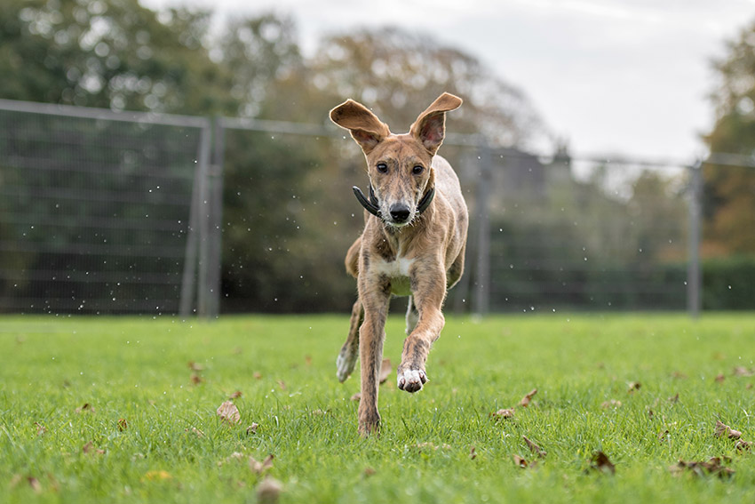 Older puppy running to a recall command