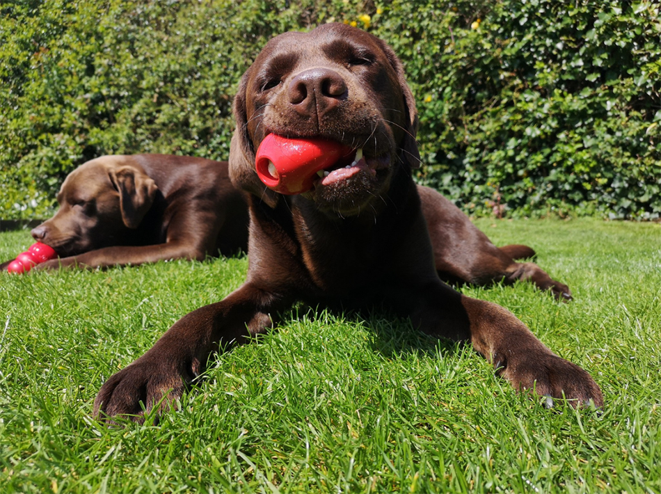 Dog with a KONG enrichment toy