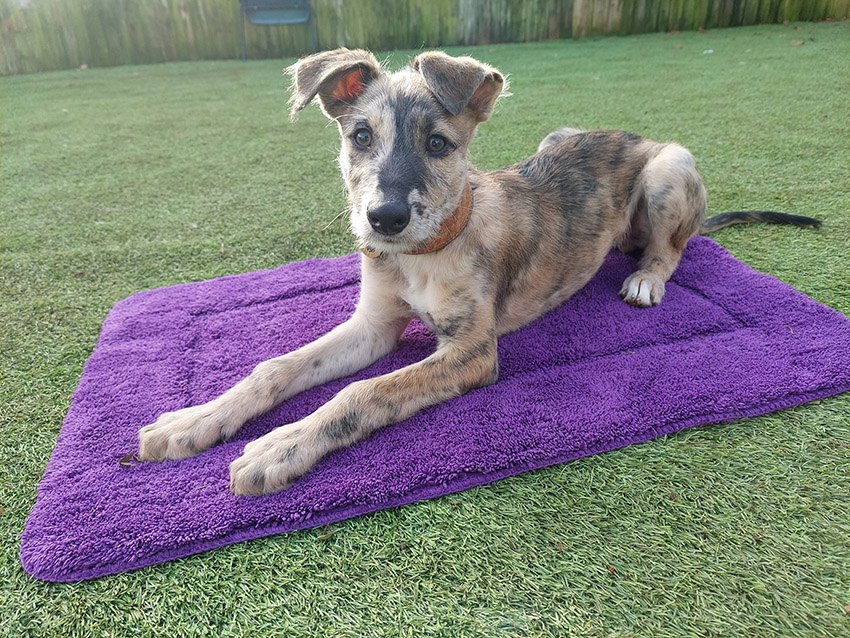 Puppy in training_settle on a mat_down