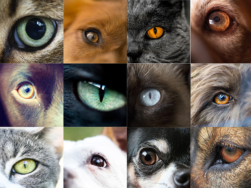 Gallery of cat and dog eyes