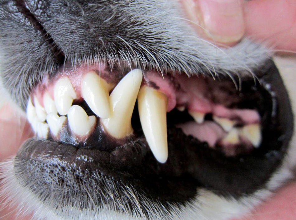 Dog's teeth looking healthy