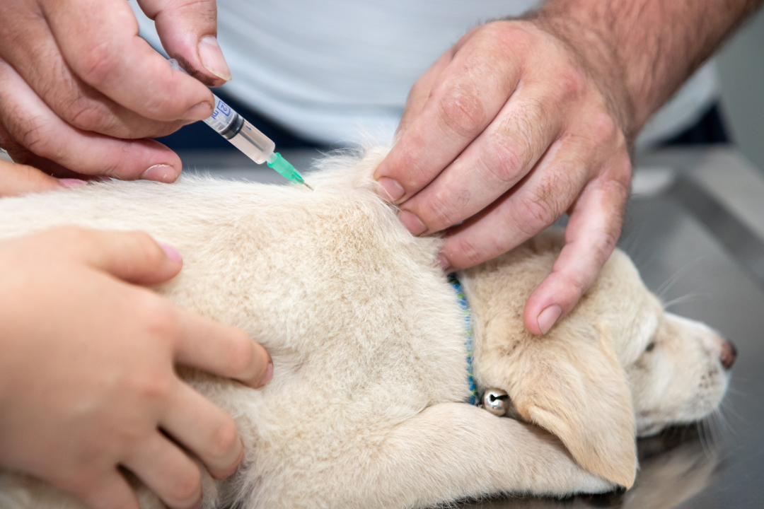 Puppy having an injection of vaccinations