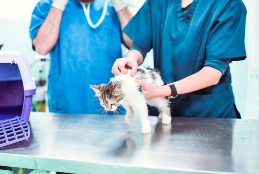 Kitten at the vets